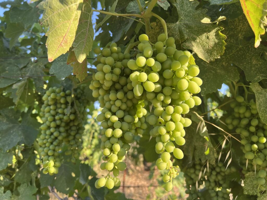 Cluster of Chardonnay grapes hanging on the vine at Abernathy Lane vineyard